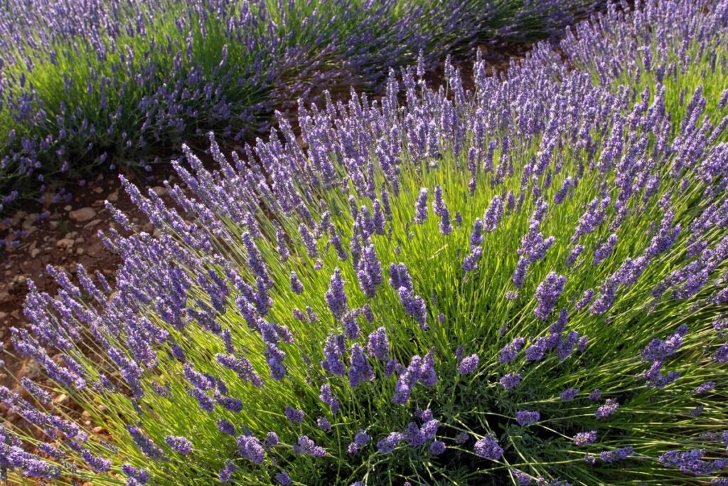 Tikroji levanda (Lavandula angustifolia) – elegancija ir pietietiškas dvelksmas