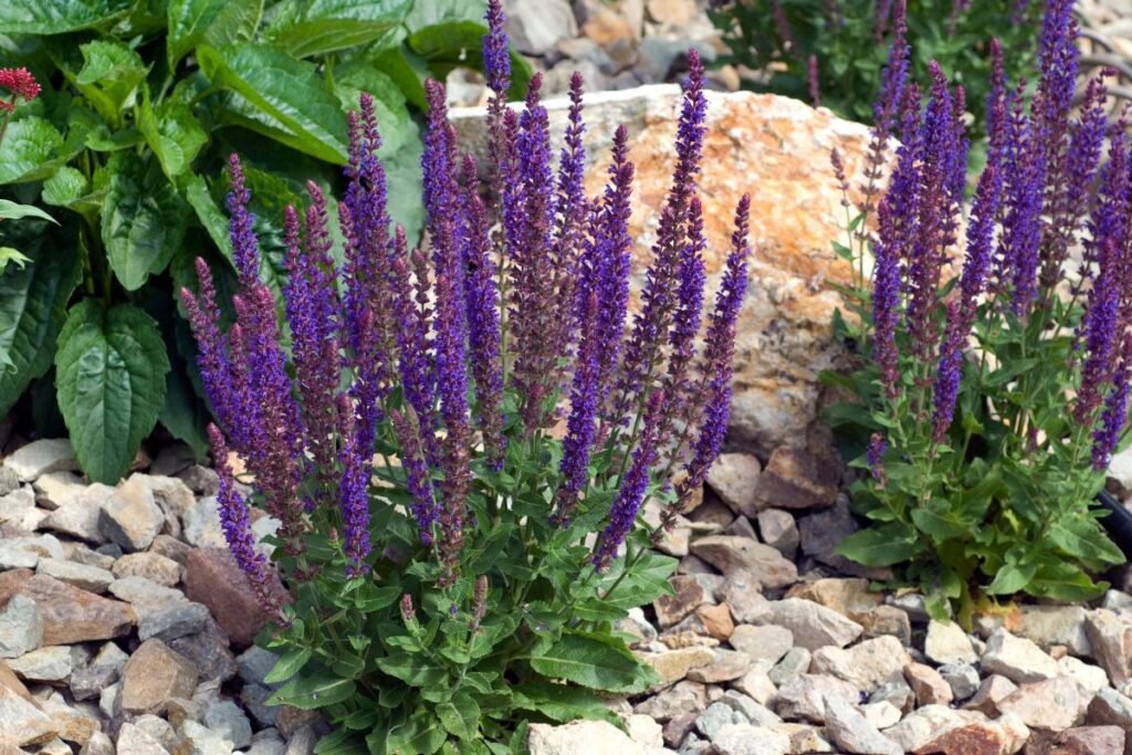 Šilinis šalavijas (Salvia nemorosa) – ryškiausi gėlyno akcentai