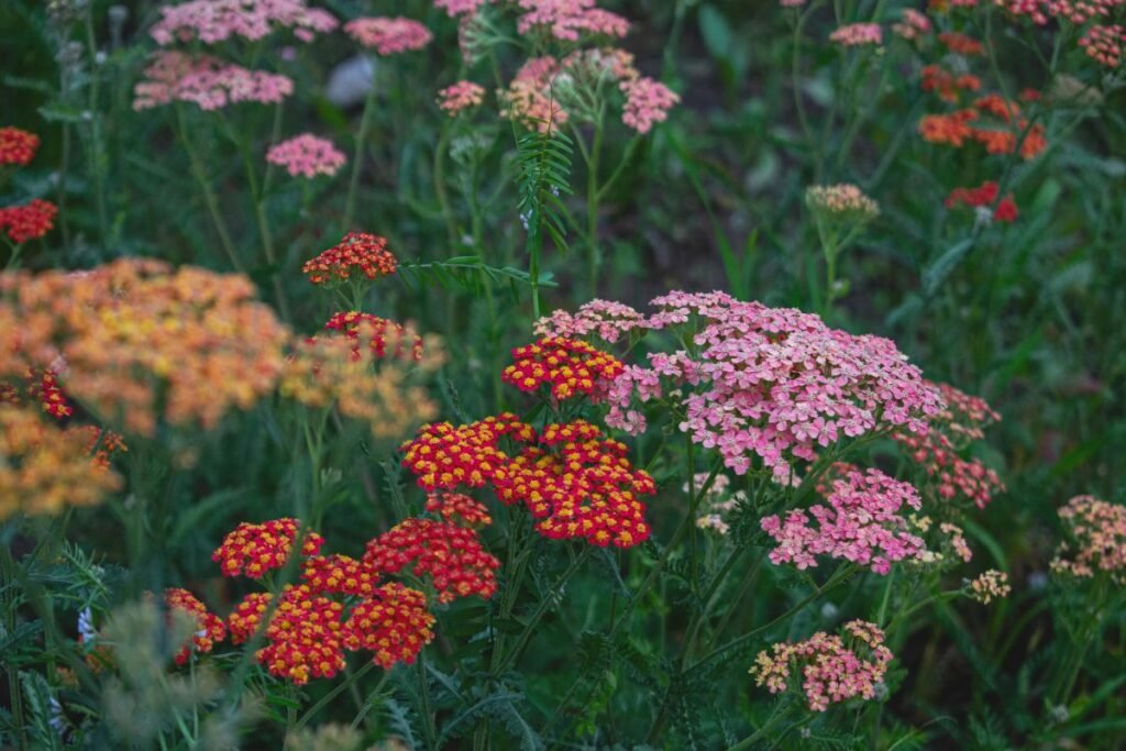 Paprastoji kraujažolė (Achillea millefolium) – neįveikiama sodo klasika