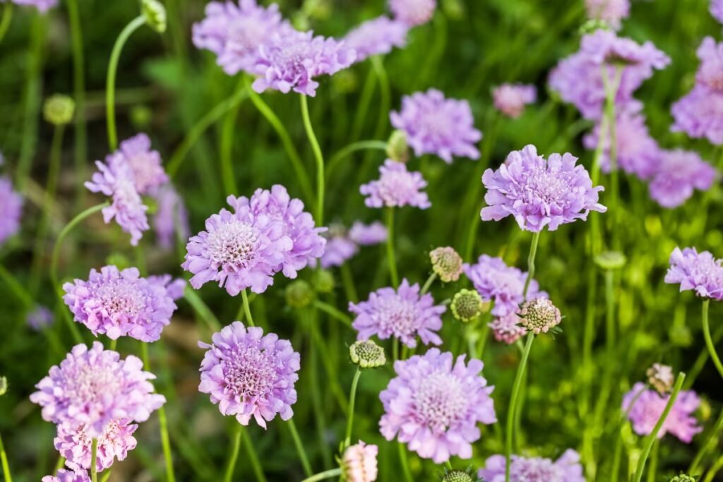 Žvaigždūnė (Scabiosa) – trapi išvaizda, plieninis charakteris