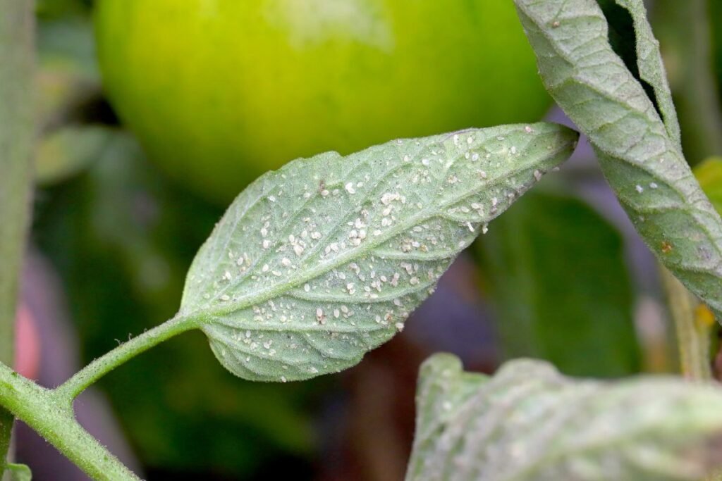 Kodėl baltasparniai ant pomidorų yra tokie pavojingi?