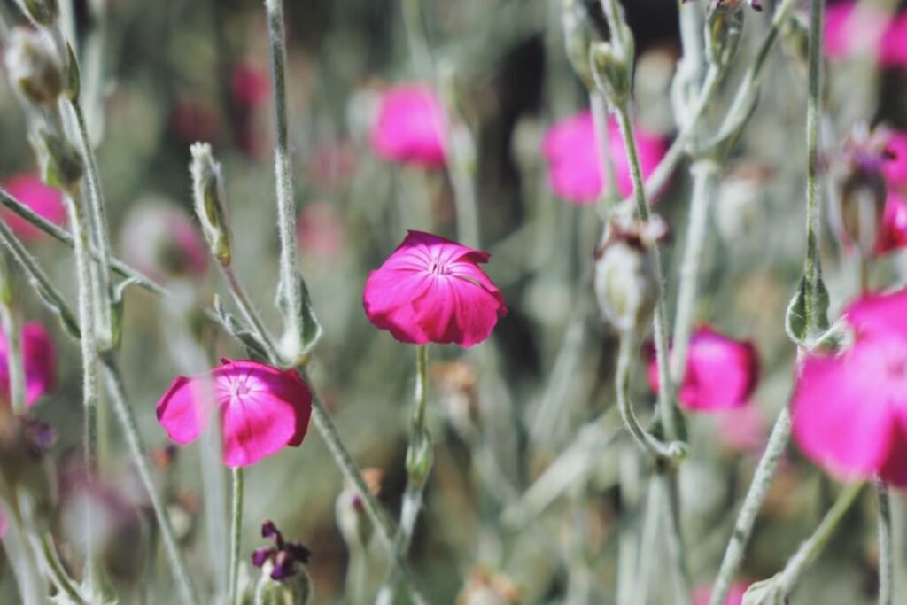 Vainikinė gaisrena (Lychnis coronaria)