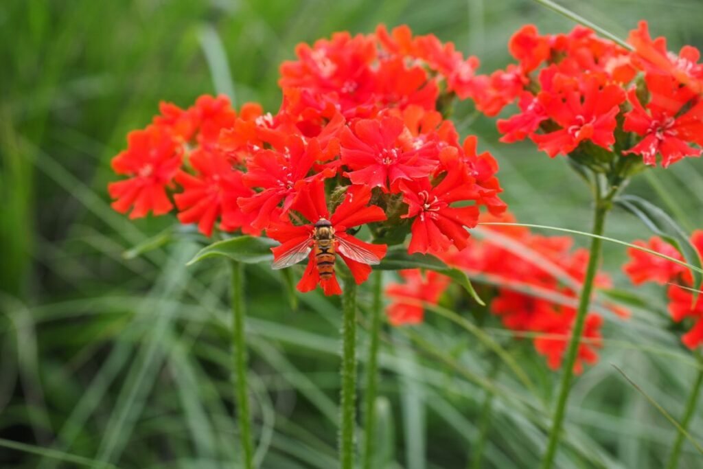 Goštautinė gaisrena (Lychnis chalcedonica)