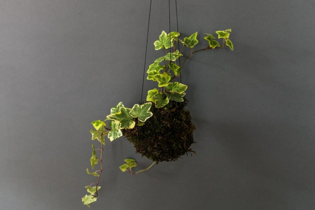 Suvyniokite augalą į samanų kamuoliuką (kokedama)