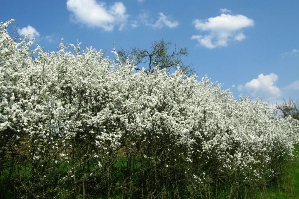 Dygioji slyva