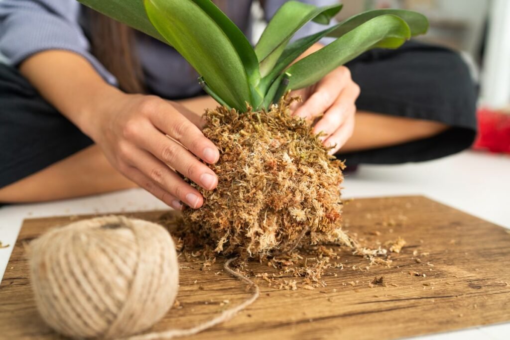 Kaip pasigaminti kokedama savo namuose?