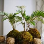 Kokedama – japoniškas augalų auginimo menas be vazonų