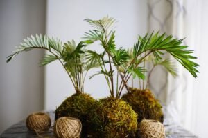 Kokedama – japoniškas augalų auginimo menas be vazonų