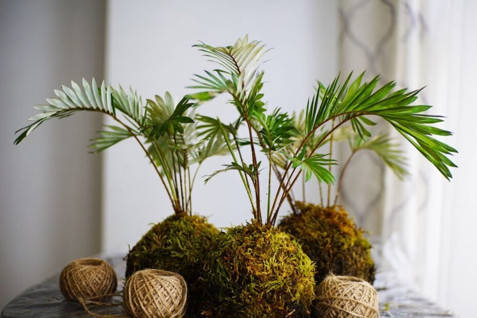 Kokedama – japoniškas augalų auginimo menas be vazonų