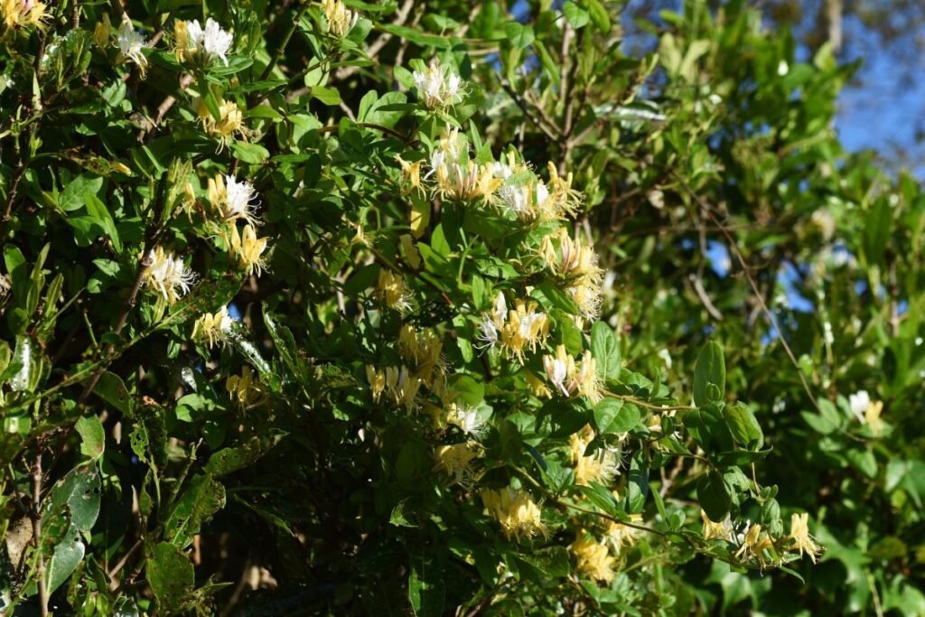 Vijoklinis sausmedis (Lonicera periclymenum)
