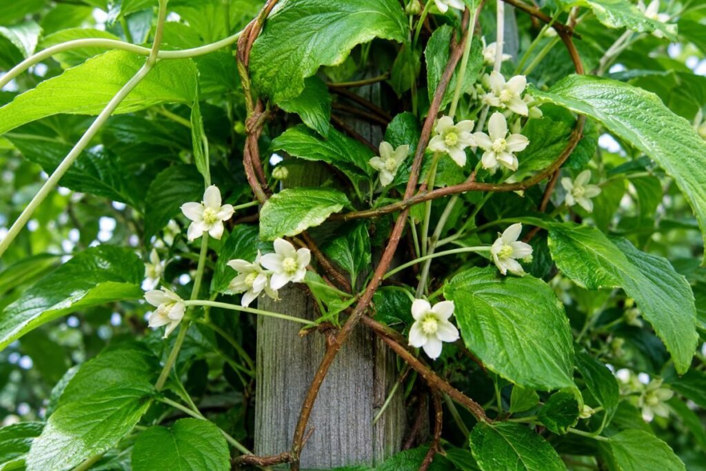 Kininis citrinvytis (Schisandra chinensis)