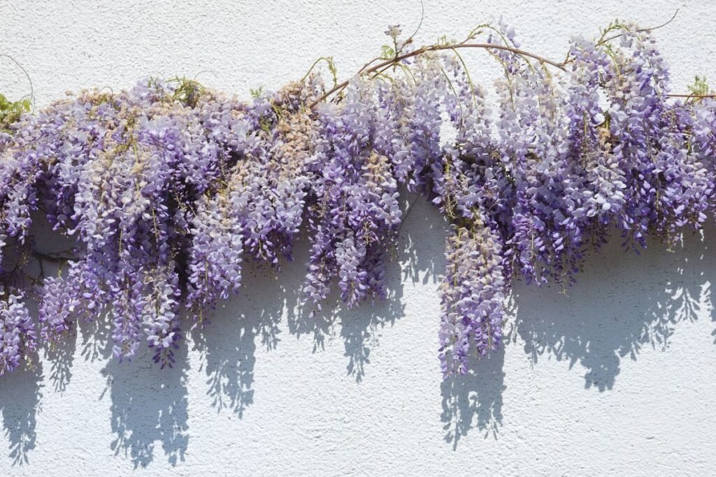 Stambiakekė visterija (Wisteria macrostachya)
