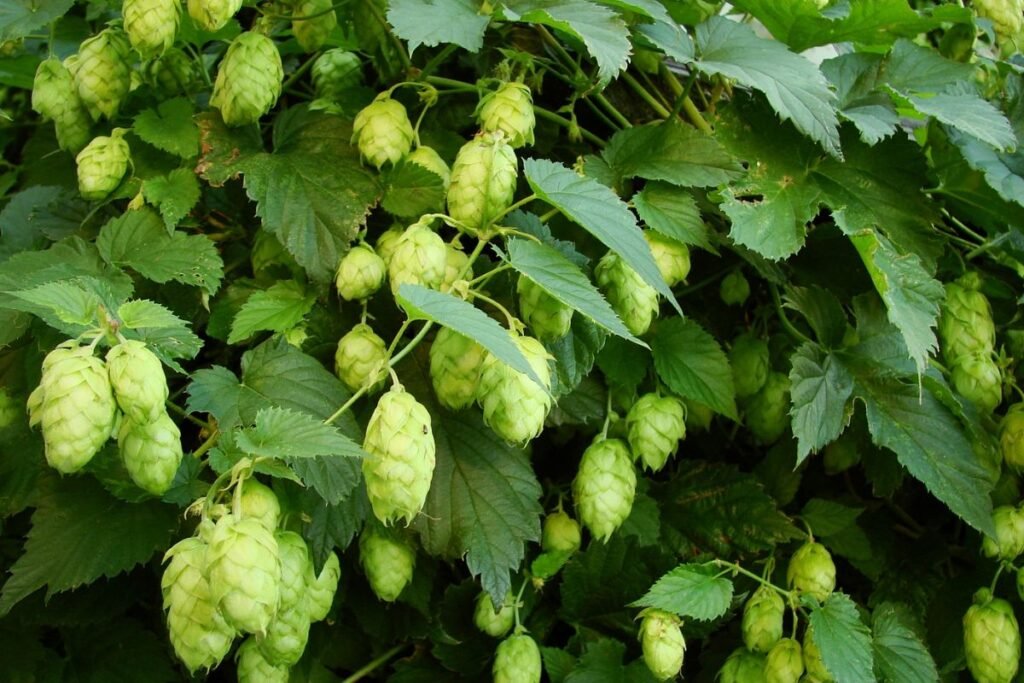 Paprastasis apynys (Humulus lupulus)