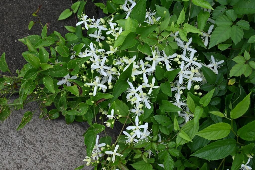Gelsvoji raganė (Clematis vitalba)