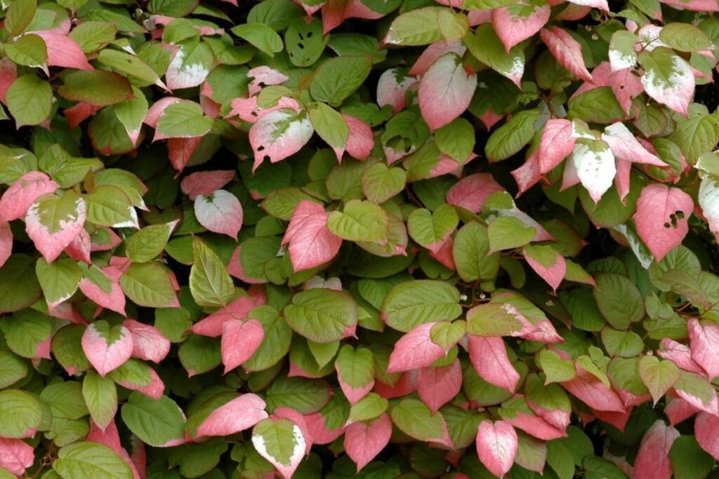 Margalapė aktinidija (Actinidia kolomikta)