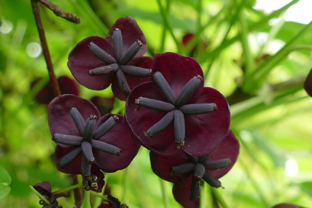 Penkialapė akebija (Akebia quinata)