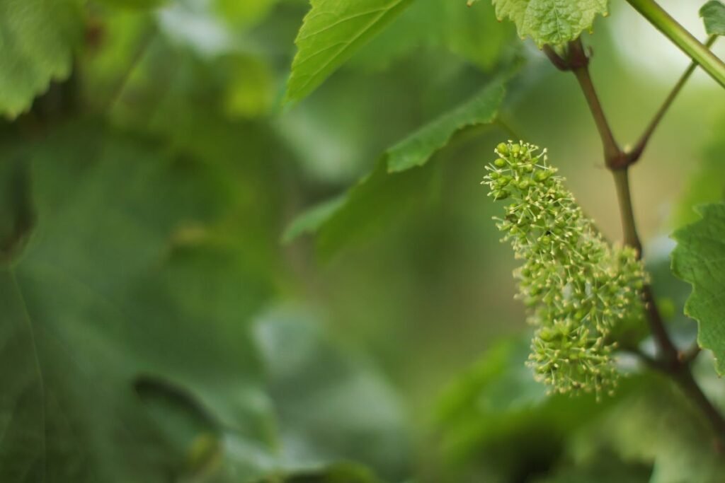 Tikrasis vynmedis (Vitis vinifera)