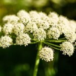 Šventagaršvė – galingas sodo milžinas, vaistinis augalas ir karališkas prieskonis