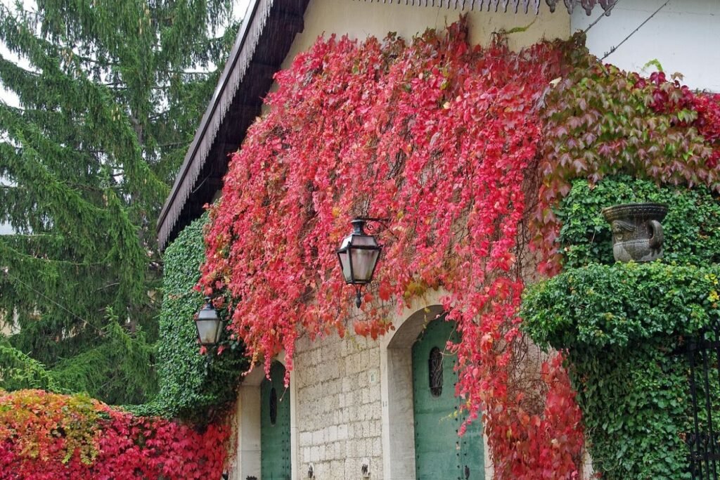 Vynvytis apželdinime ir sodo dizaine