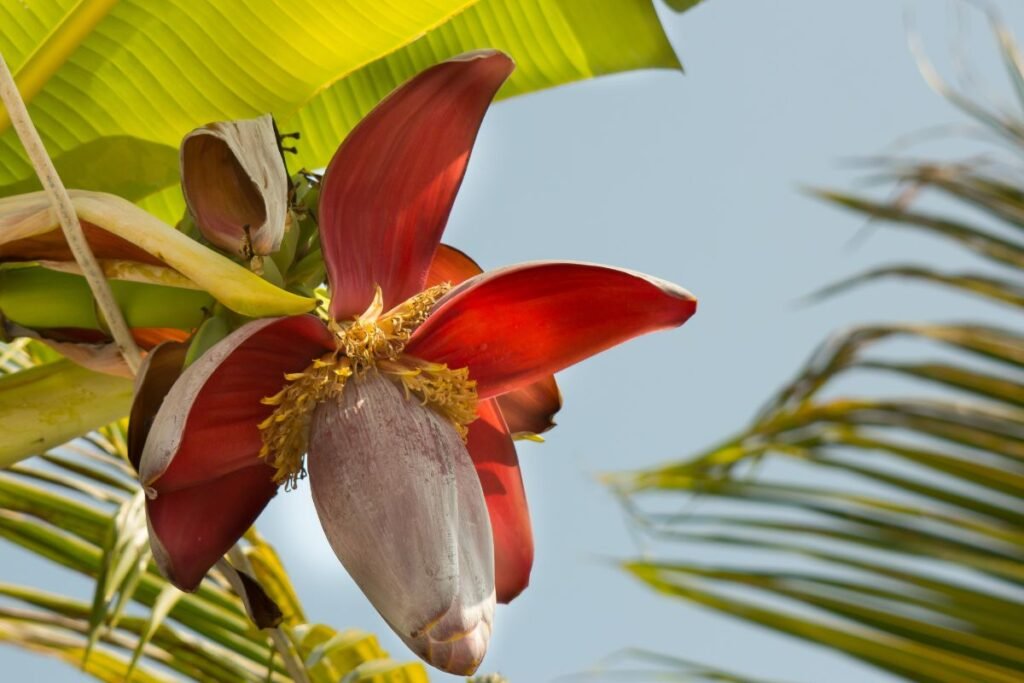 Bananai: žiedai yra, o vaisiai – be sėklų