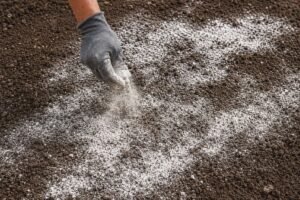 Dirvos nurūgštinimas rudenį: kodėl kalkinti ar berti dolomitmilčius geriausia būtent dabar?