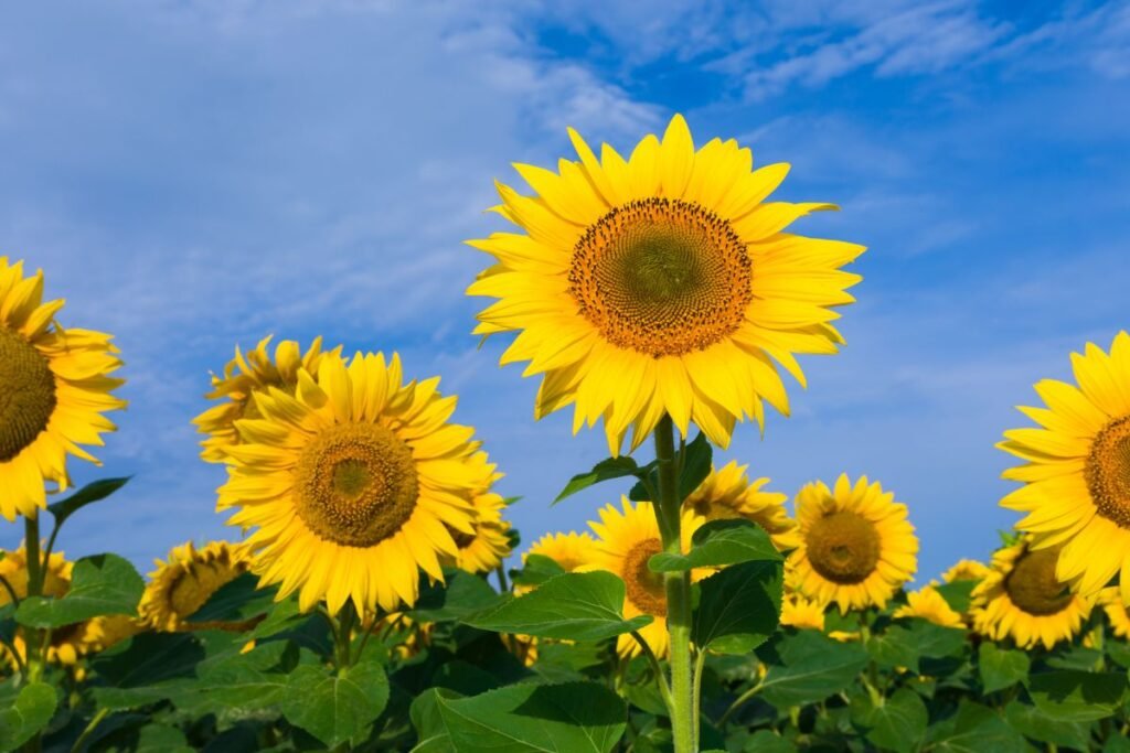 Saulėgrąžos – universaliausias fitoremediacijos augalas