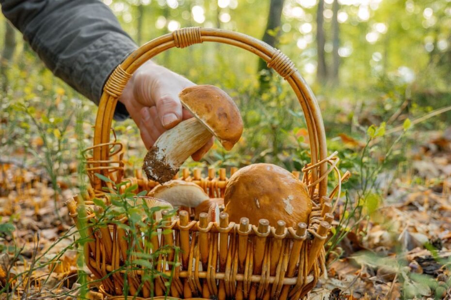 Kur auga grybai? Miško tipai, orų įtaka ir augalai, išduodantys baravykynus