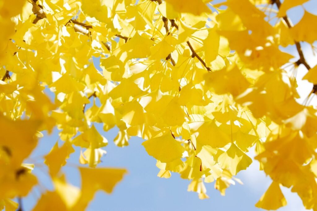 Dviskiautis ginkmedis – elektrinė aukso ugnis