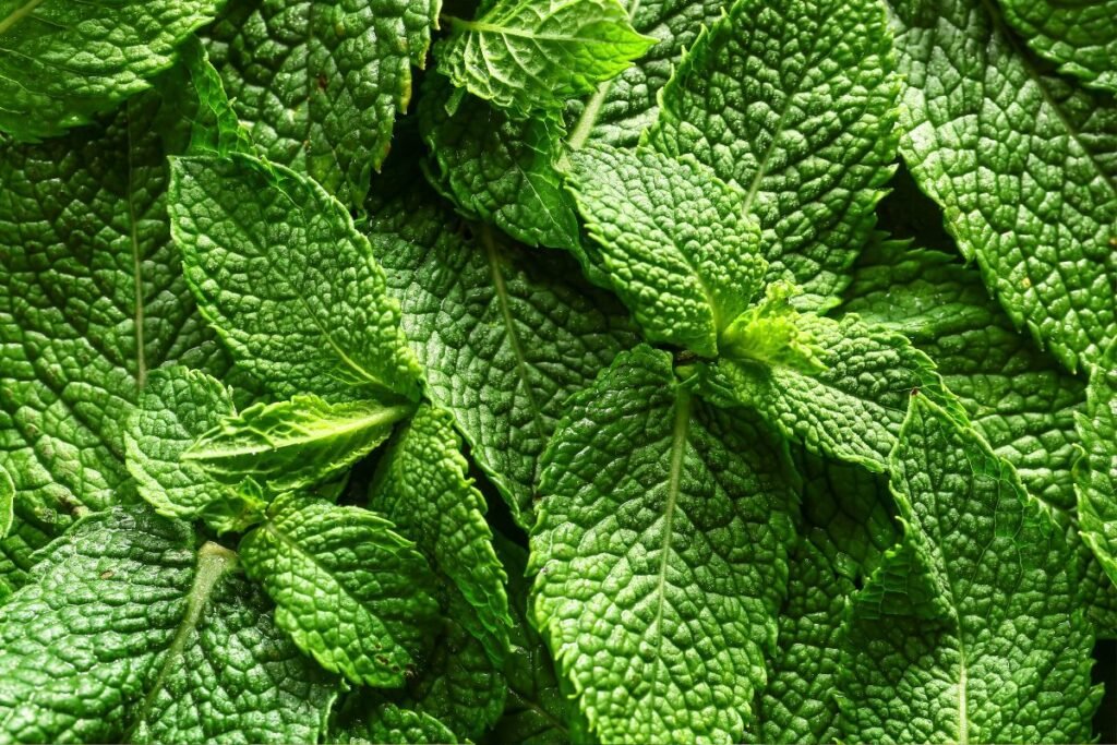 Mėta – ne tik arbatai: 16 neįtikėtinų panaudojimo būdų jūsų sveikatai, grožiui ir namams