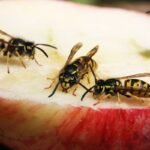 Vapsvos rudenį