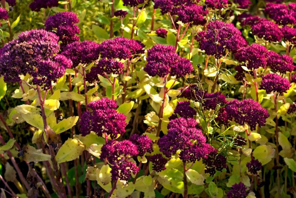 Vilkpupės rūšys: kurias rinktis sodui?