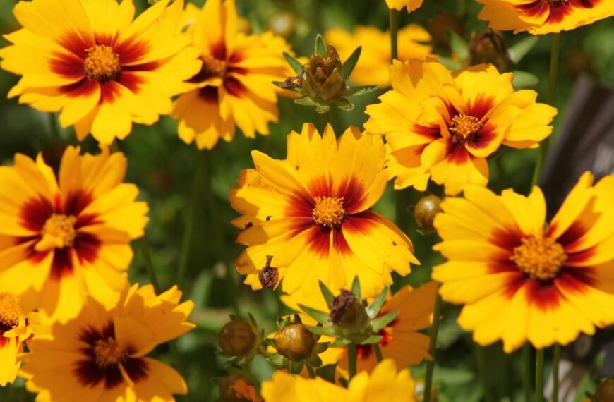 Kokias gėles sodinti rudenį? Gėlės, kurioms šaltis tik padeda