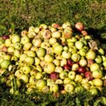 Kompostas ar atlieka? Kur dėti suvytusius, pažeistus ar nukriusius obuolius?