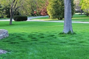Vejos lyginimas rudenį – dabar tam beveik idealus metas, tačiau viena klaida gali pražudyti žolę