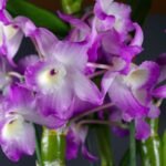 orchidėja dendrobis