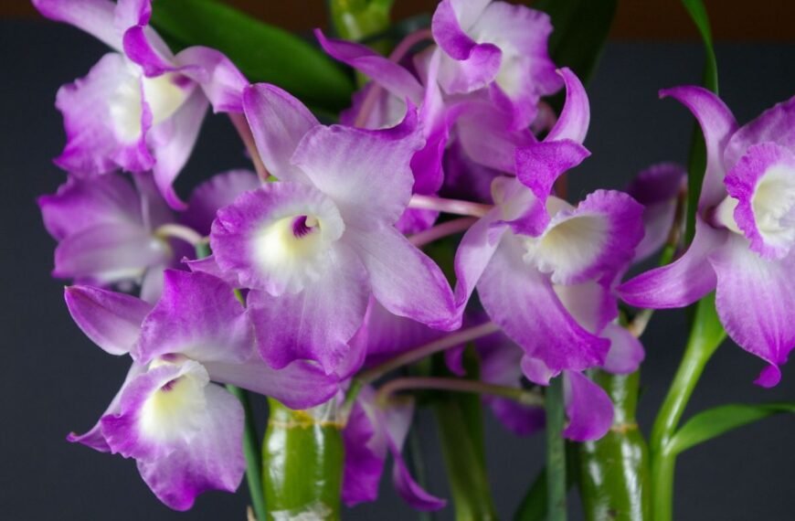 orchidėja dendrobis