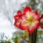 Amarilis Kalėdoms: ką būtina padaryti rudenį, kad pražystų per žiemos šventes?