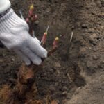 Bijūnų sodinimas rudenį: kaip pasodinti, kad vasarą nuvilnytų nuostabiausiais žiedais?
