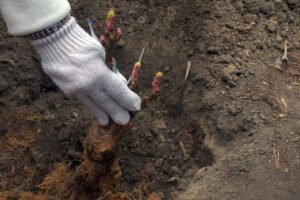 Bijūnų sodinimas rudenį: kaip pasodinti, kad vasarą nuvilnytų nuostabiausiais žiedais?