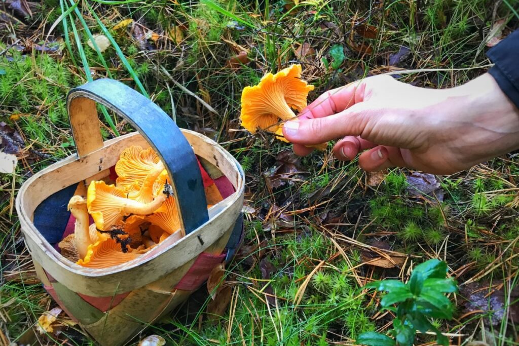 Grybavimo taisyklės: kur Lietuvoje galima rinkti grybus?