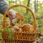 Grybavimas Lietuvoje: svarbiausios taisyklės, kurių būtina paisyti ir už ką gresia baudos?