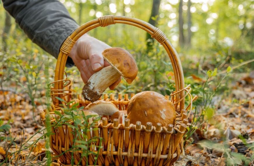 Grybavimas Lietuvoje: svarbiausios taisyklės, kurių būtina paisyti ir už ką gresia baudos?