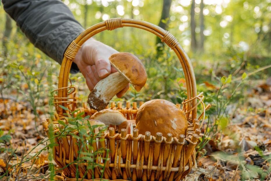 Grybavimas Lietuvoje: svarbiausios taisyklės, kurių būtina paisyti ir už ką gresia baudos?