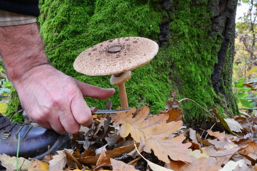 Grybavimas saugomose teritorijose – čia taisyklės griežtesnės