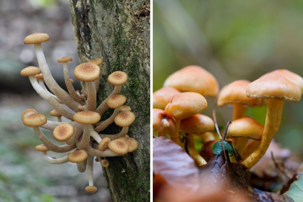 Paprastasis kelmutis ir eglinė kūgiabudė