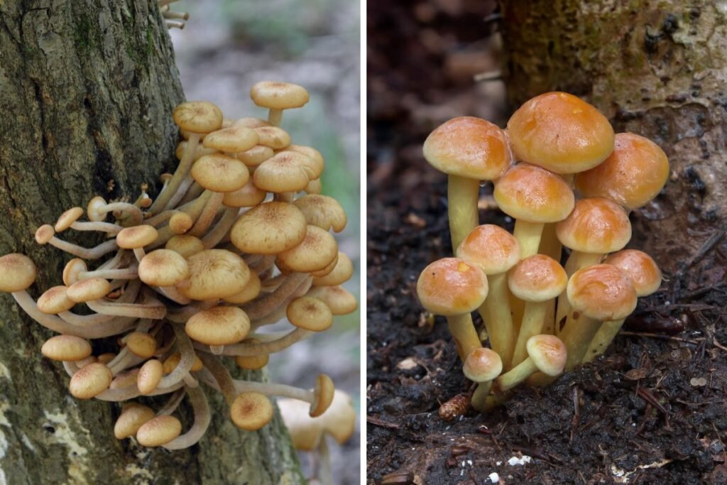 Paprastasis kelmutis ir puokštinė kelmabudė