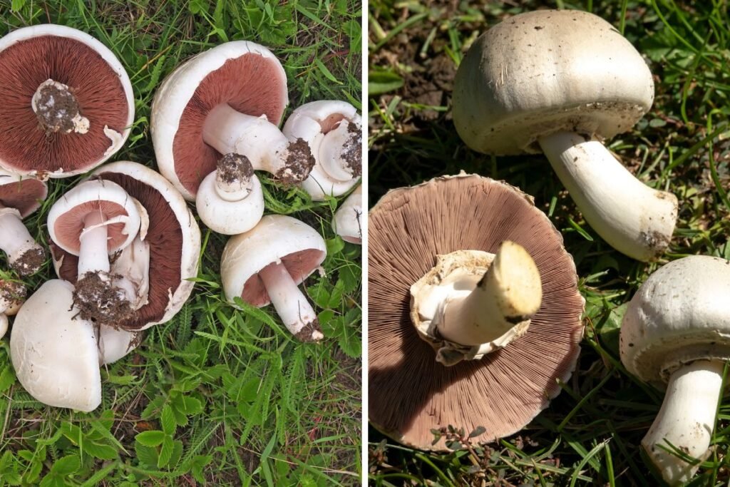 Valgomasis pievagrybis ir nuodingasis pievagrybis