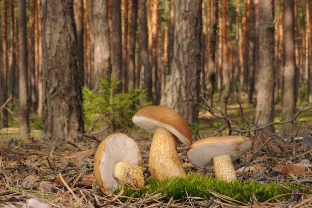 Ne kiekvienas nevalgomas grybas yra nuodingas